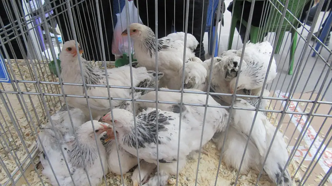 KANATLI SÜS TAVUKLARI ALICISINI BULDU
