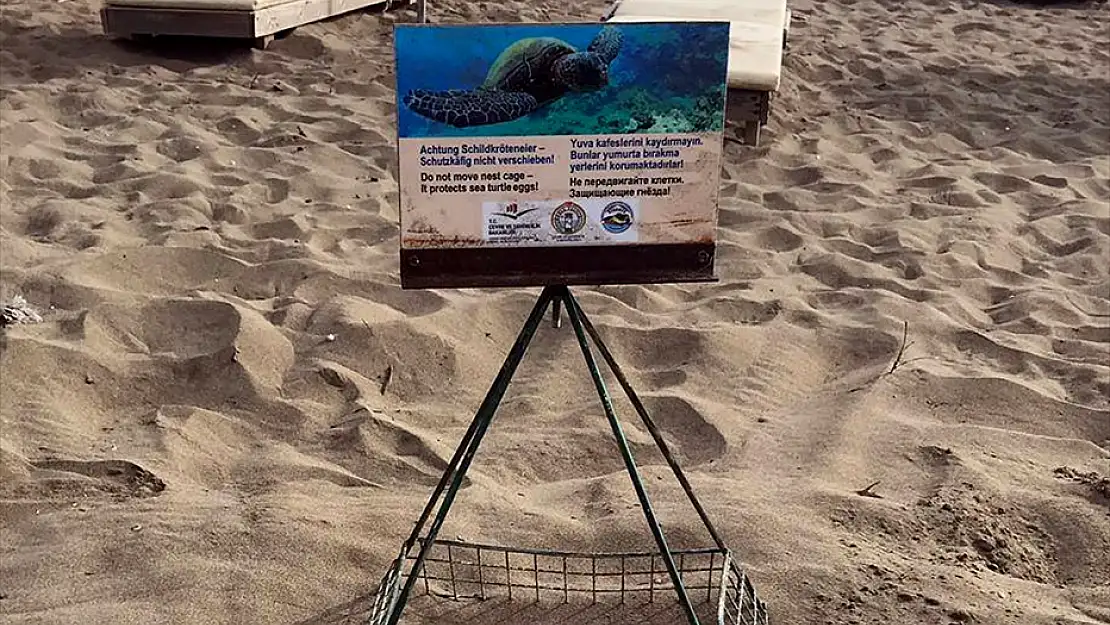 İZTUZU'NDA SEZONUN İLK CARETTA CARETTA YUVALARI