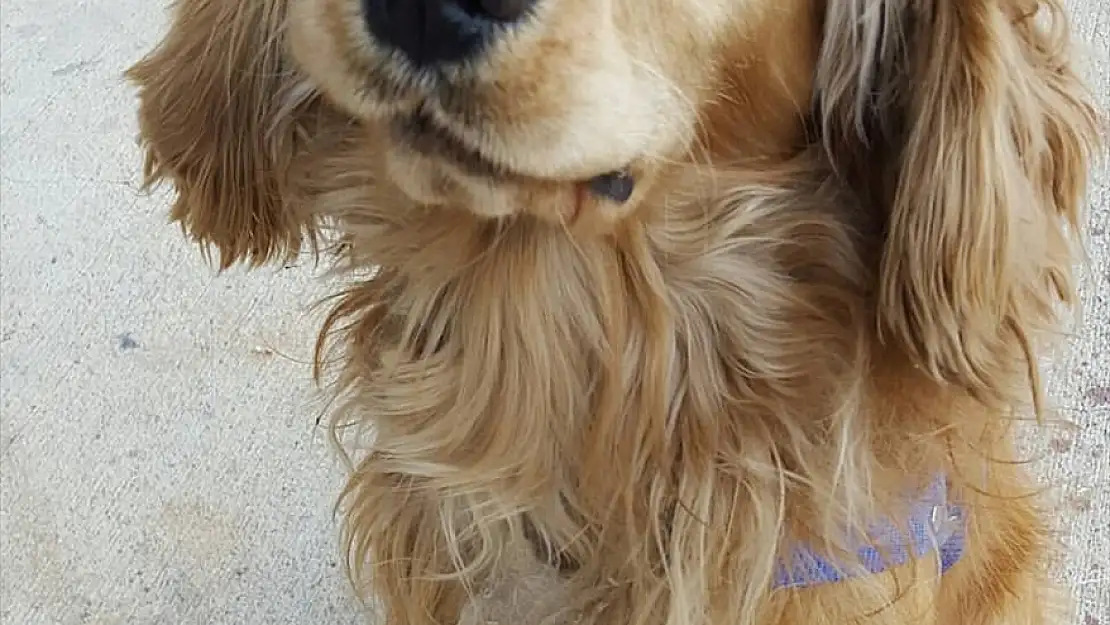 'ÇAKIL' KÖPEĞİN ÖLDÜRÜLMESİYLE İLGİLİ SORUŞTURMA BAŞLATILDI