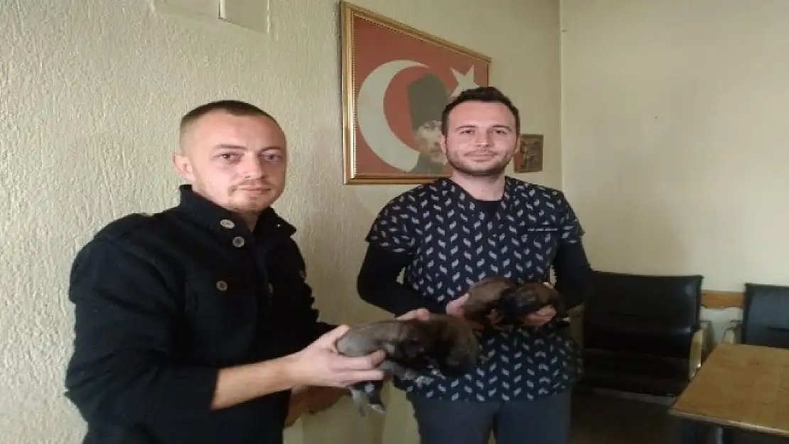 4 Yavru Köpeği Çöp Diye Attılar