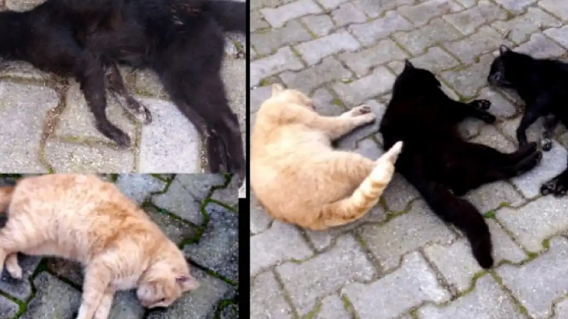 Bodrum'da Sokak Hayvanları Zehirlenerek Öldürülüyor!