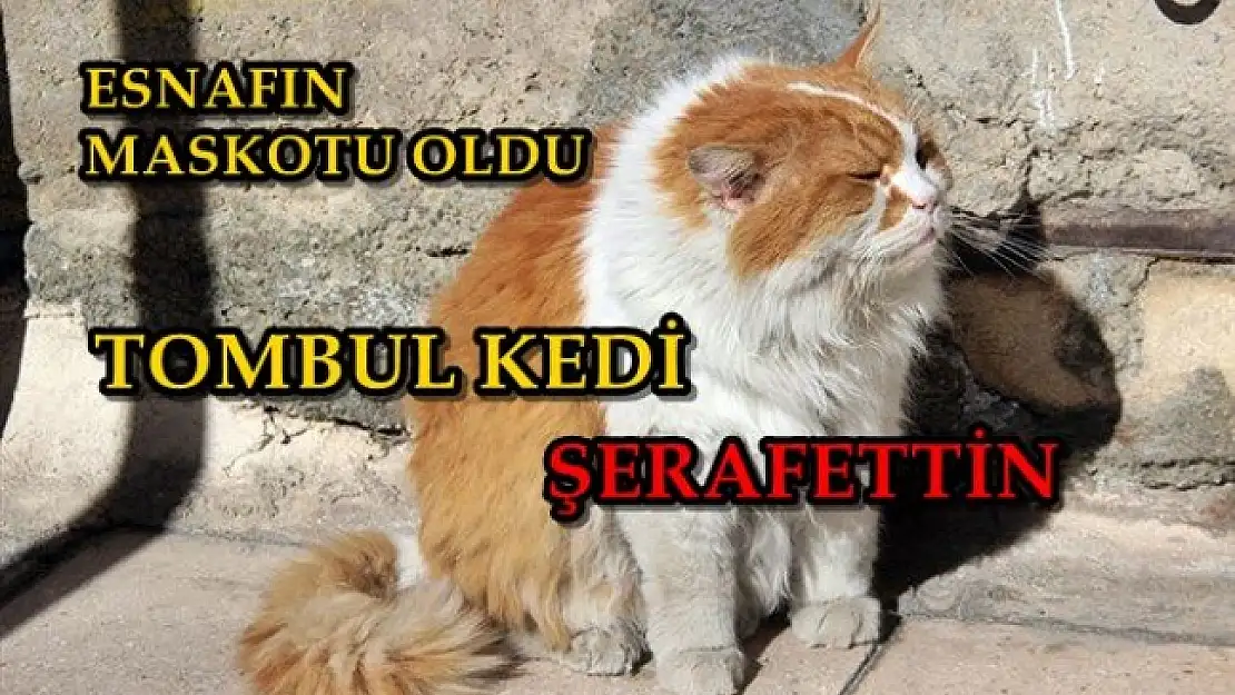 Günde 2 Litre Süt İçiyor 6 Öğün Mama Yiyor