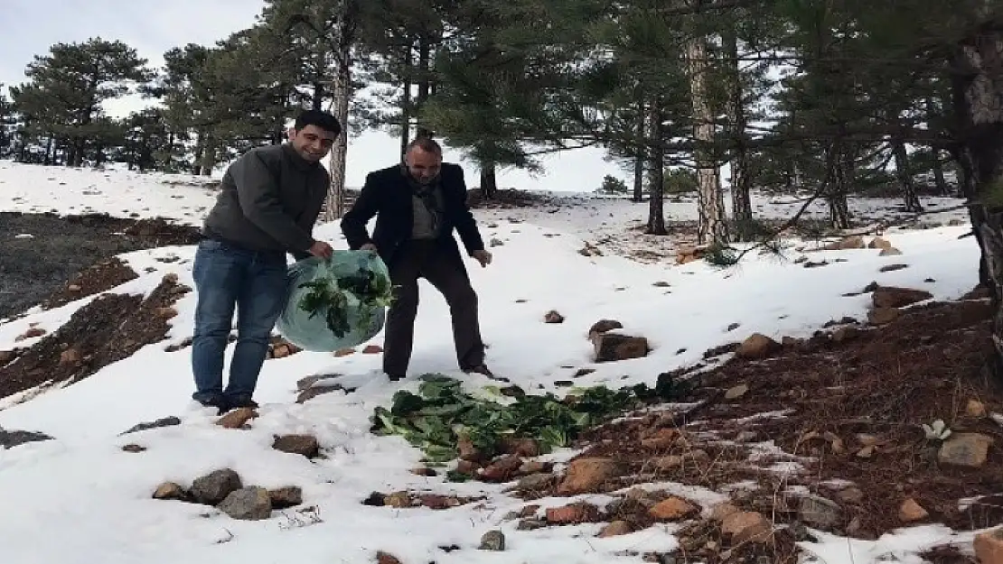 Karlı Alanlara Yaban Hayvanları için Hububat Bırakılıyor