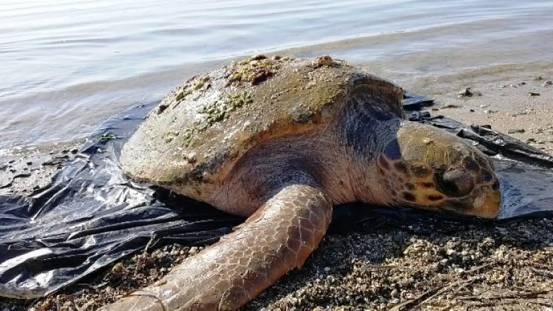 Nesli Tükenen Caretta Caretta Bodrum'da Ölü Bulundu