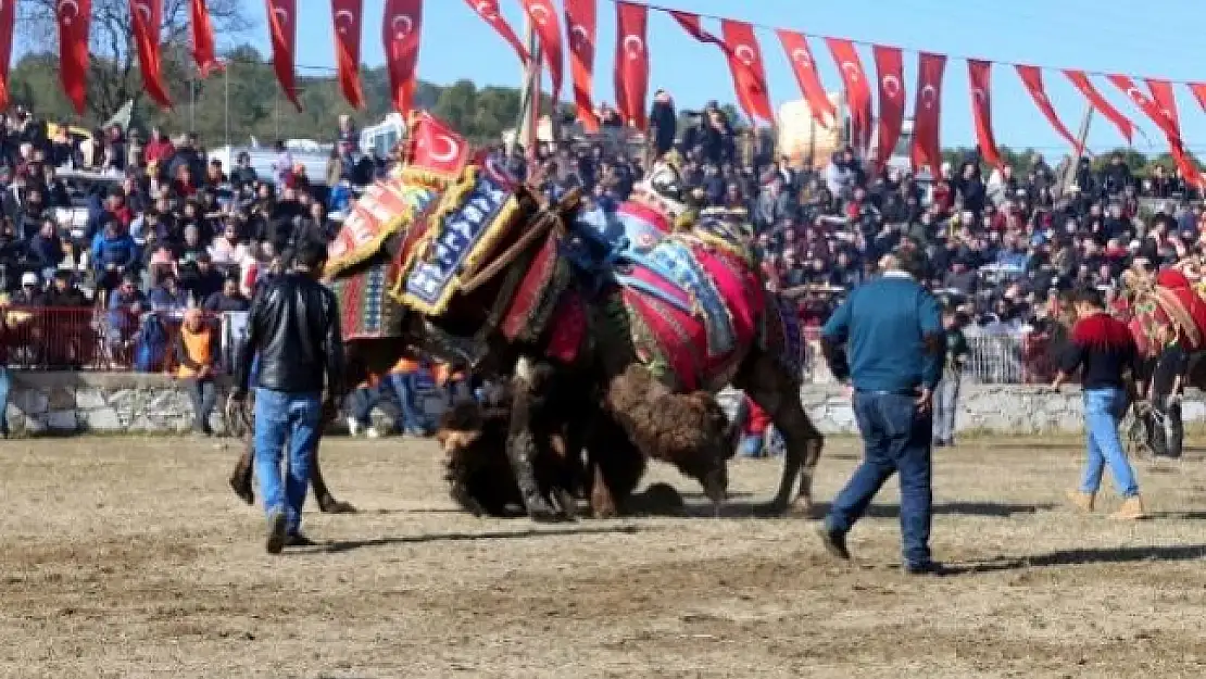 Yatağan'da 20. Geleneksel Deve Güreşi Festivali Nefes Kesti