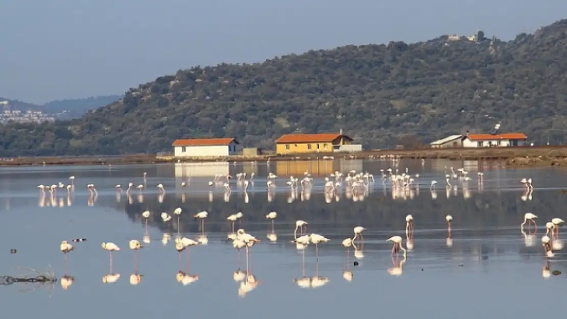 Flamingolar Bodrum'a Akın Etti!