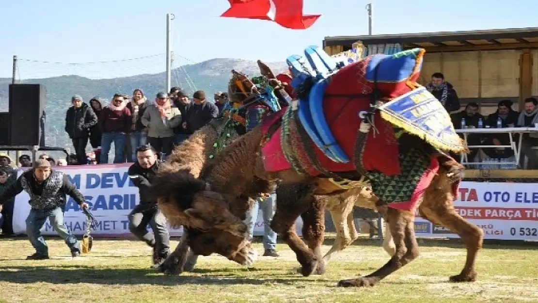 Geleneksel Deve Güreşleri 13'üncü Kez Gerçekleştirildi