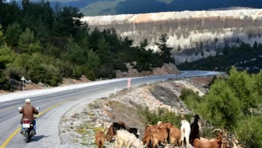 Kıbrıs Gazisi Motosikletli Çoban Oldu