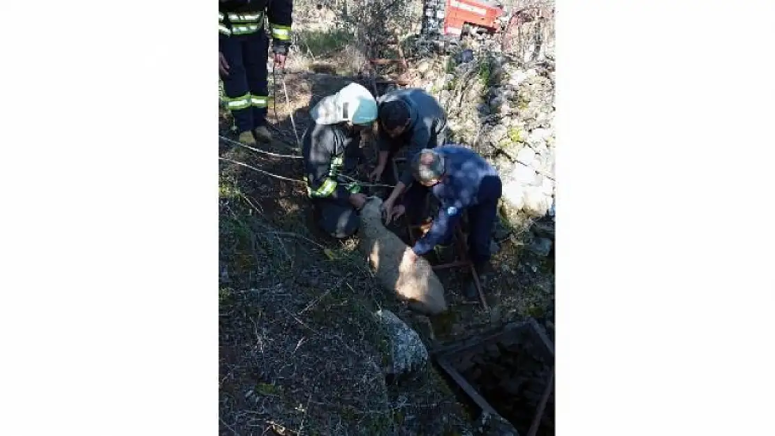 Kör Kuyuya Düşen Kuzu Kurtarıldı