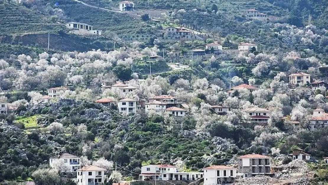 Marmaris'te Badem Ağaçları Çiçek Açtı