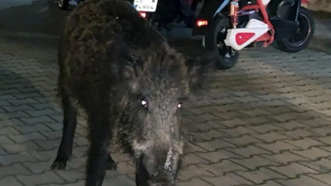 Marmaris'te Yaban Domuzları Yine Merkeze İndi!