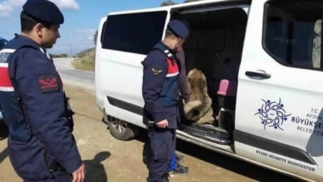 Muğla'dan Nazilli'ye Köpek Dövüşüne Gidiyorlar