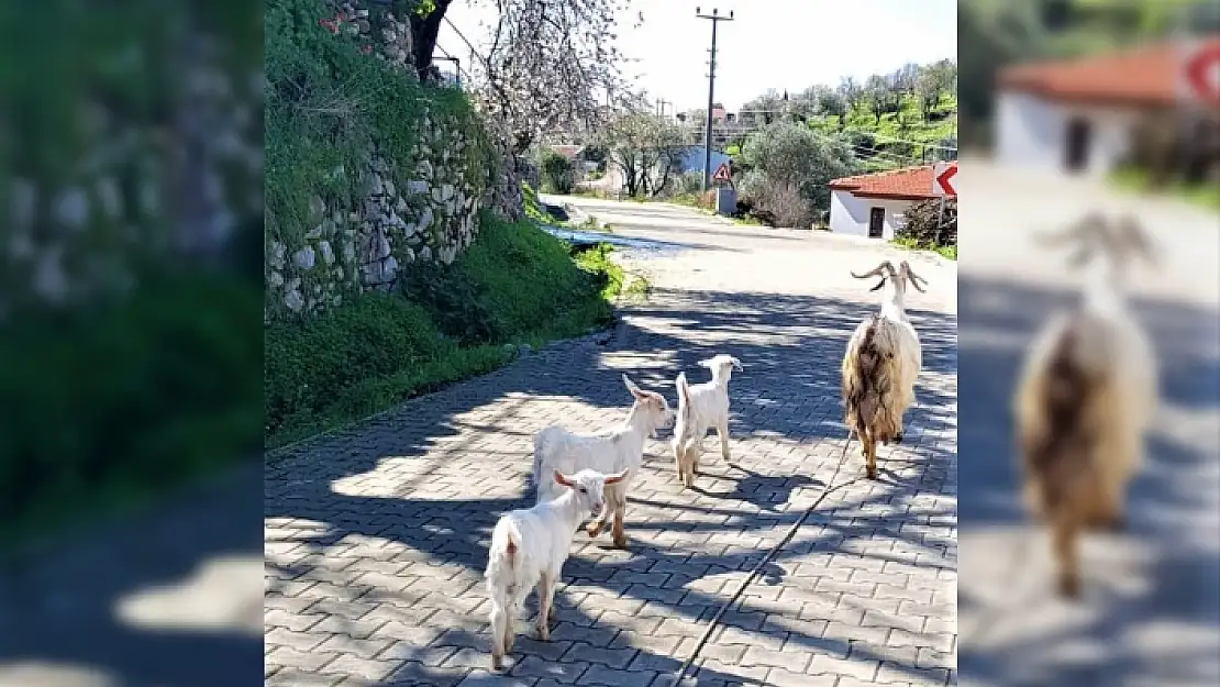 Muğla Şubat Ayında Baharı Yaşıyor