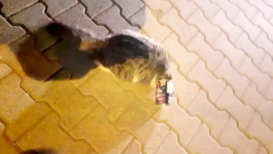 Fethiye'de, Kafası Mama Kutusuna Sıkışan Kedi Kurtarıldı