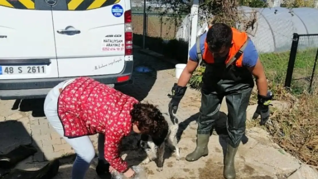 Fethiye'de Su Kanalında Mahsur Kalan Köpek Kurtarıldı