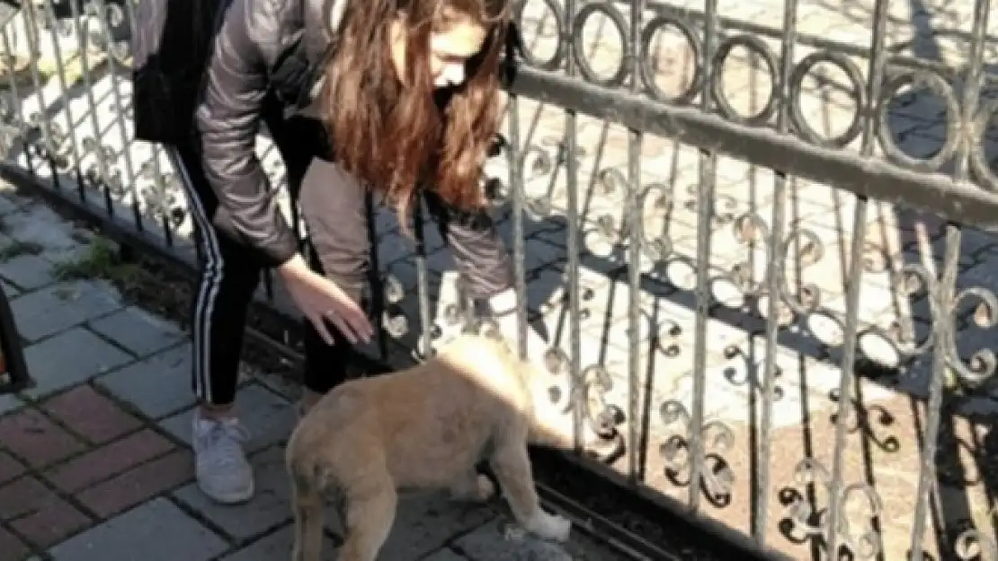 Kafası Demir Korkuluklara Sıkışan Köpeği İtfaiye Kurtardı