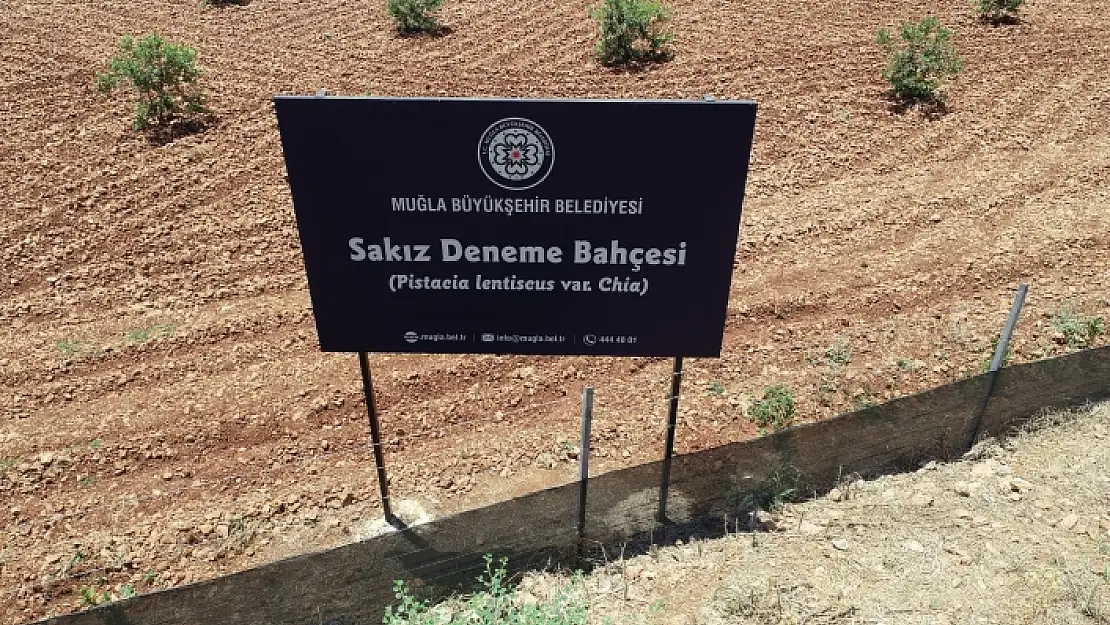 Muğla'da Sakız Fidanı Üretimine Başlandı