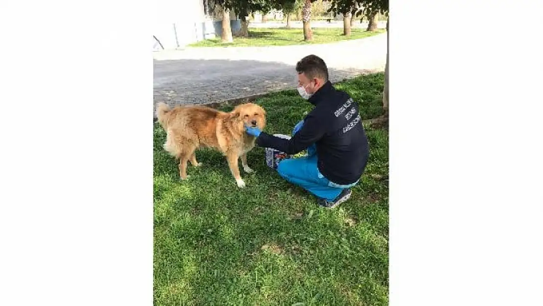 Ortaca Belediyesi'nden 'Can Dostlara' Mama ve Su Takviyesi