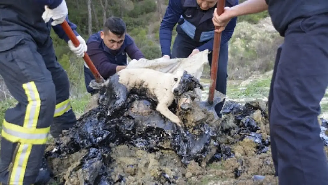 Seydikemer'de Zifte Bulanan Köpek ve 5 Kaplumbağa Kurtarıldı