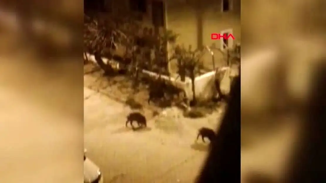 Yaban Domuzu Sürüsünü Doyurdu Görüntüleri Paylaştı