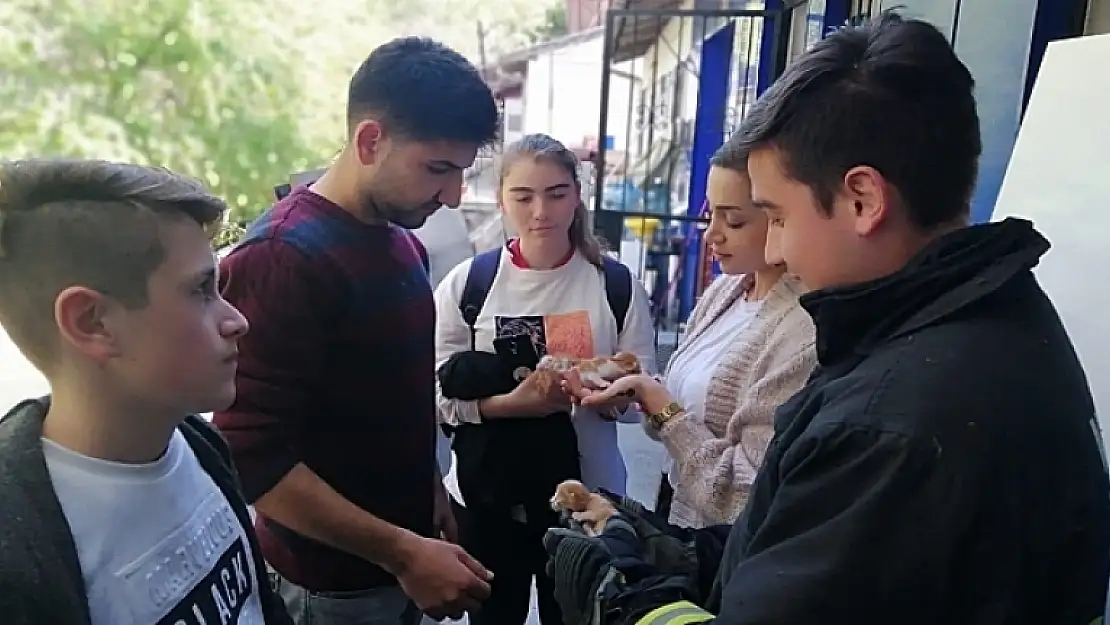 Yağmur Oluğunda Mahsur Kalan 4 Kedi Yavrusu Kurtarıldı