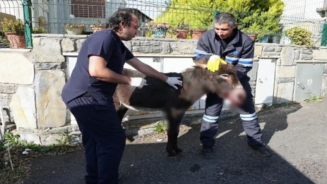 Yaralı Eşek İçin Seferber Oldular