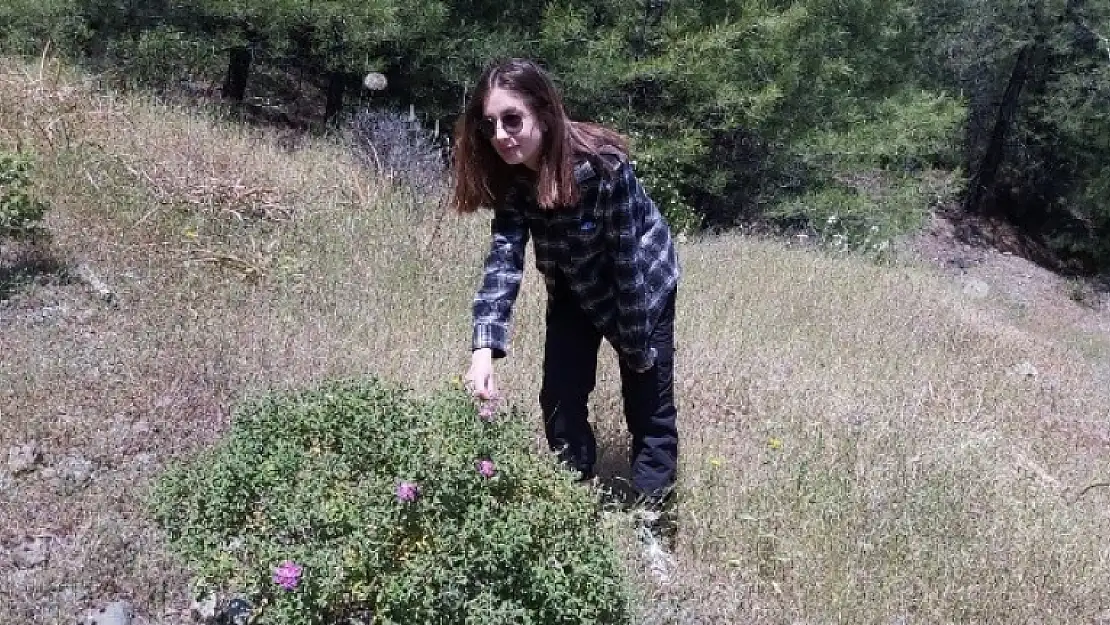 Datça'nın Endemik Kekiğine İlgi Arttı