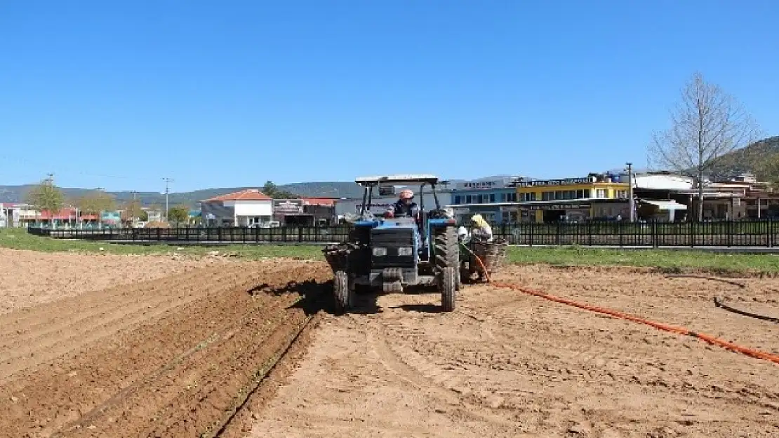 Muğla'da Tarımsal Faaliyetler Devam Ediyor