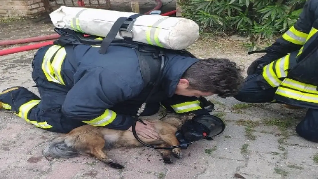 Ortaca'da Zehirlenen 2 Köpek Kalp Masajı ile Yaşama Döndürüldü