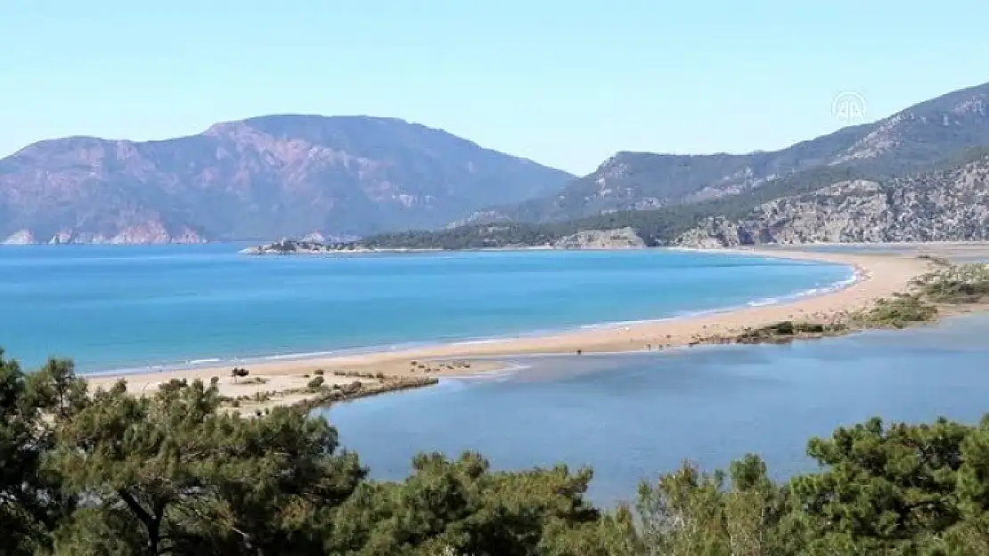 Yaralı Caretta Carettalara 'Hijyen' Hassasiyeti