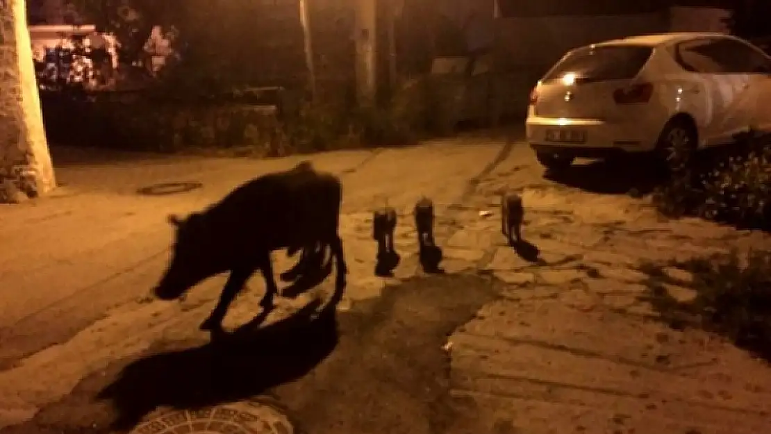 Aç Kalan Domuz Ailesi Bodrum'a indi