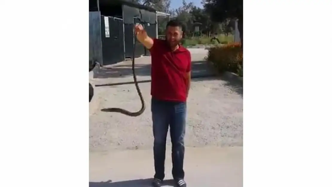 Bir Vatandaş Bahçesine Giren Yılanı Eliyle Yakaladı