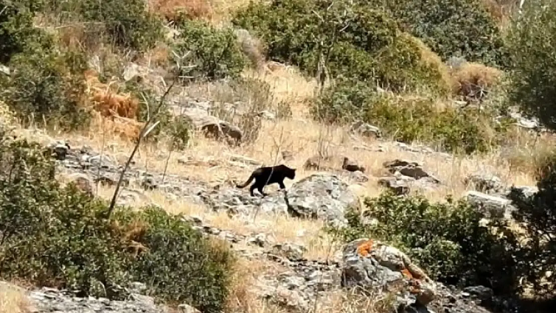Bodrum'da, Jaguar Sanılan Hayvan Ev Kedisi Çıktı!