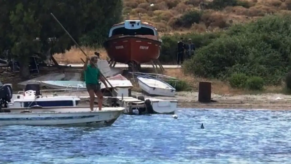 Bodrum Denizinde Köpek Balığı Katliamı!
