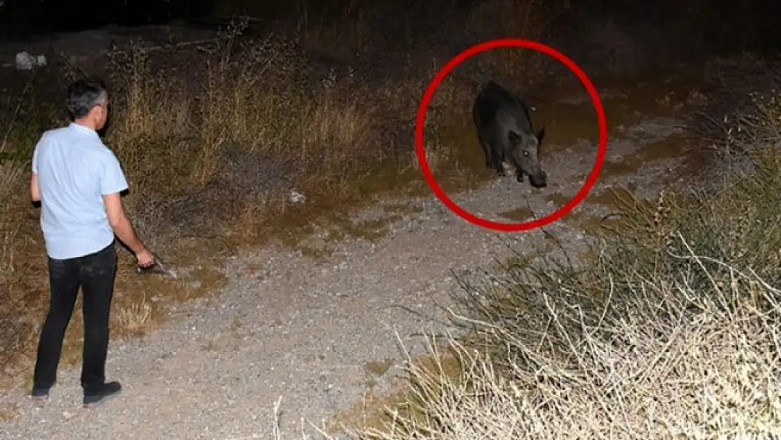 Bodrumlu Hayvansever Şehre İnen Yaban Domuzunu Elleriyle Besledi