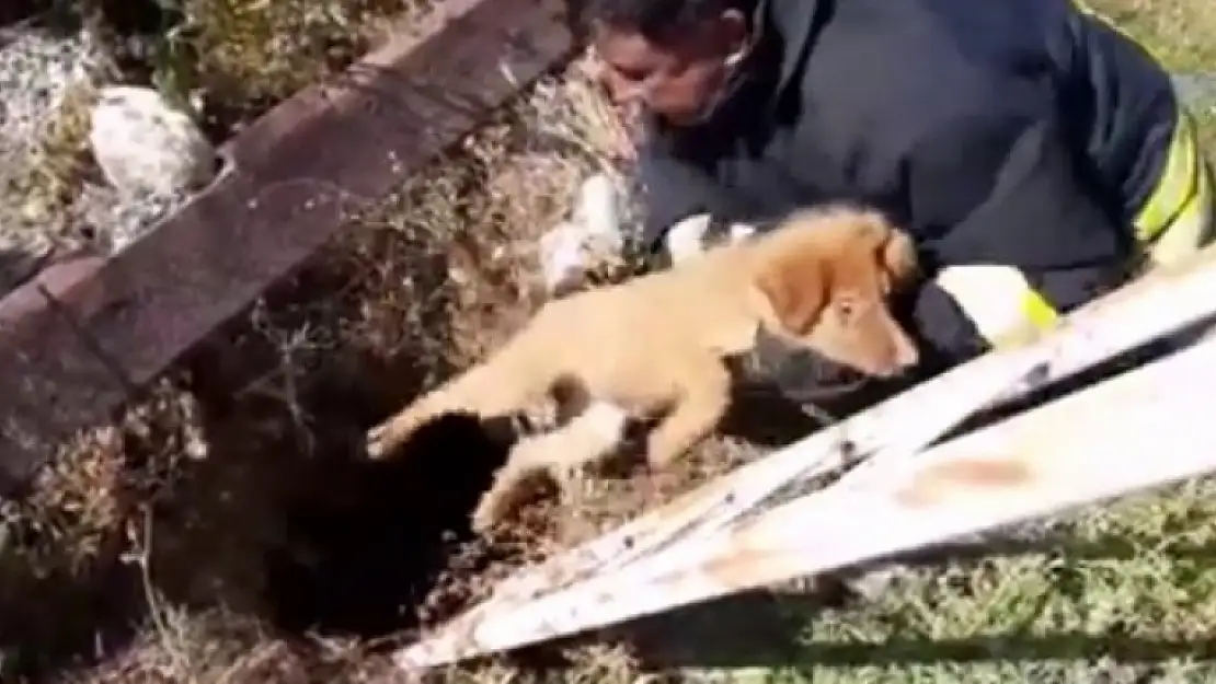 Milas'ta Çukura Düşen Yavru Köpek İtfaiye Tarafından Kurtarıldı
