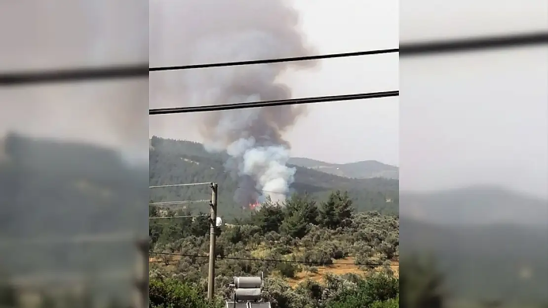 Milas'ta Orman Yangını!