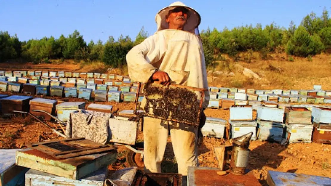 Muğla Arı Kovanı Sayısında Birinci Sırada