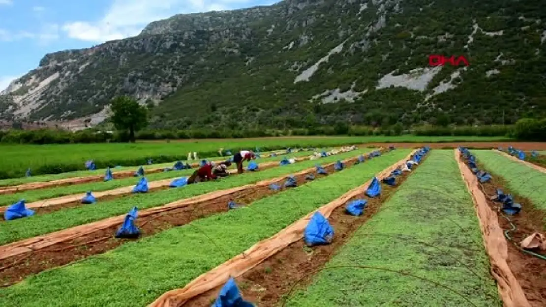 Muğla'da Tütün Üreticileri Hayalleri İçin Tarlada