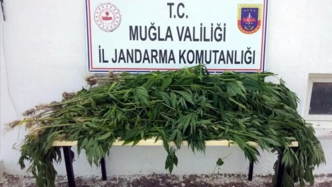 Seydikemer'de Tarlasına Kenevir Eken Şahsa Operasyon!