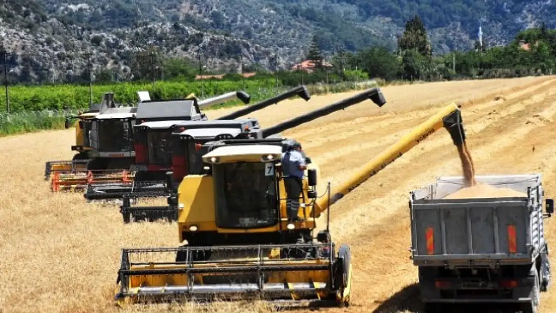 Türkiye'nin İlk Buğday Hasadı Dalaman TİGEM'de Başladı