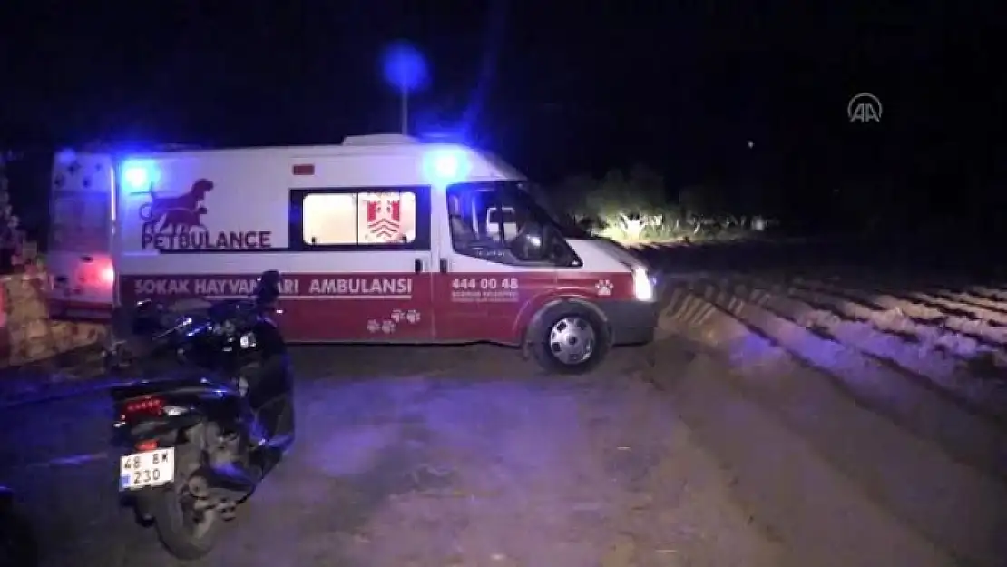 Bodrum'da, İki Kişiye Saldıran Köpek Sakinleştirici İğneyle Yakalandı