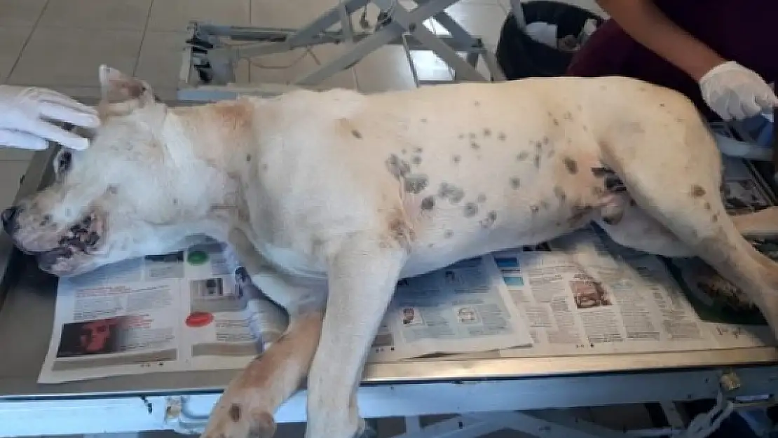 Bodrum'da Köpeğe İşkence Eden Caniler Aranıyor!