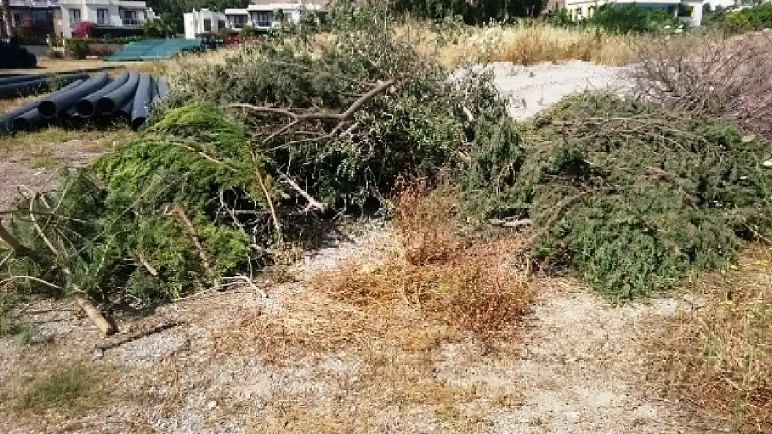 Bodrum'da Sahili Genişletmek İçin Ağaç Katliamı Yaptılar!