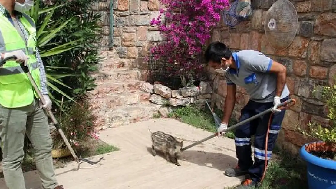 Bodrum'da Yaban Domuzu Sürüsü Site Bahçesine Girdi
