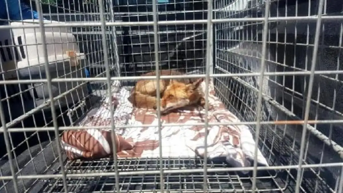 Bodrum'da Yaralı Halde Bulunan Tilki Tedavi Edildi