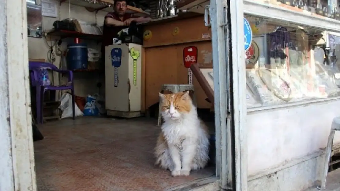Evden Çıkamadığı İçin Depresyona Giren Kedi 9 Kilo Oldu