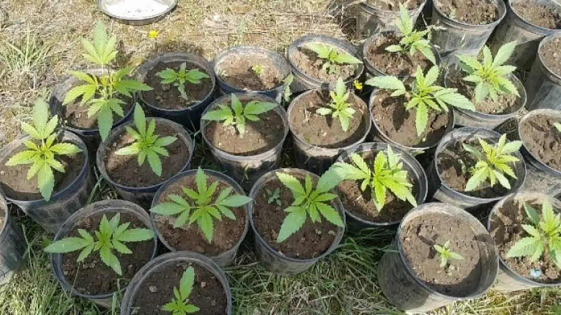 Köyceğiz'de Düzenlenen Uyuşturucu Operasyonunda 1 Gözaltı