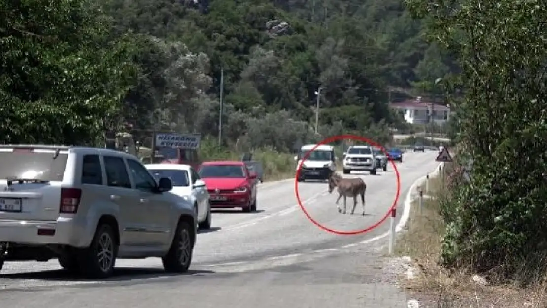 Marmaris'te Trafikte Başıboş Eşek Tehlikesi