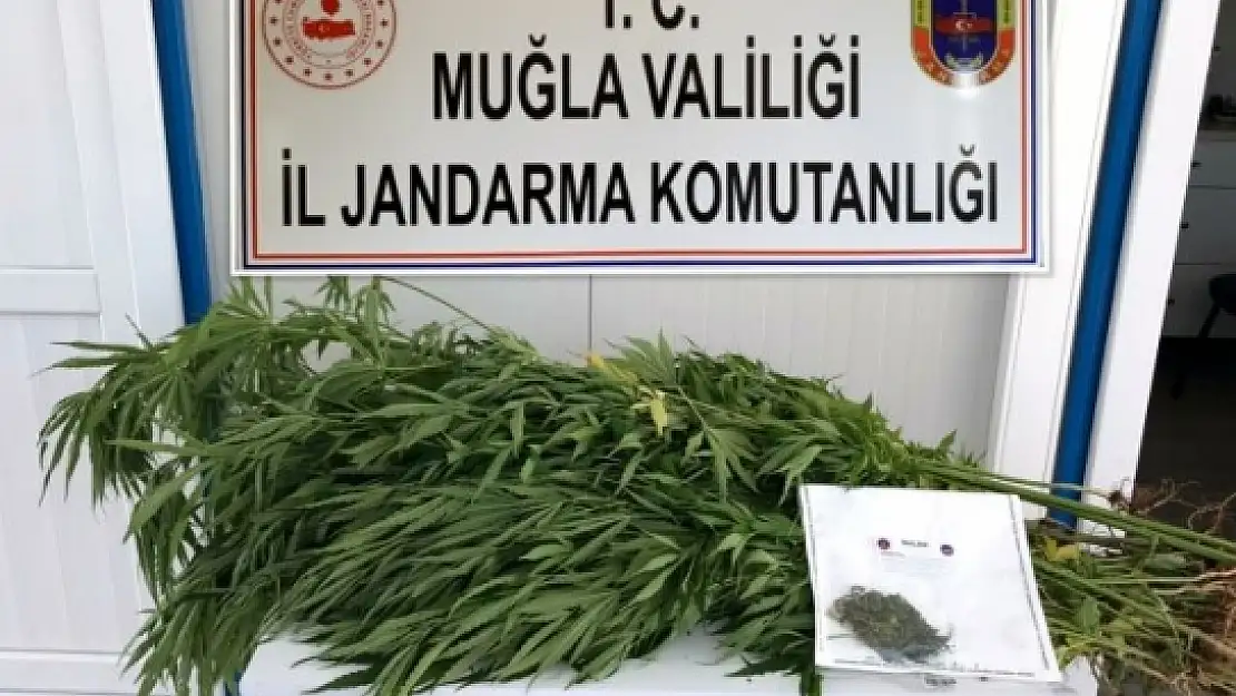 Milas'ta Ormanda Hint Keneviri Yetiştiren Şahıs Yakalandı